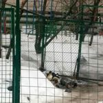 24. Чистопрудный котик на «десерт» (не поймите неправильно)
