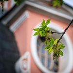 23. Майская веточка на фоне люкарны – очень по-бланковски =)