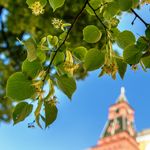 16. Пахучие московские липы