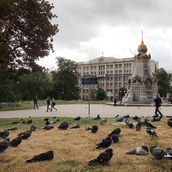 1. Возле памятника героям Плевны (место встречи) колония голубей